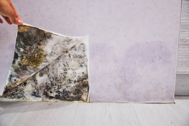 Best Fast Mold Removal  in Muskego, WI